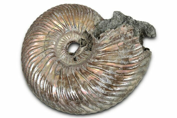 Iridescent, Pyritized Ammonite (Quenstedticeras) Fossil - Russia #336210